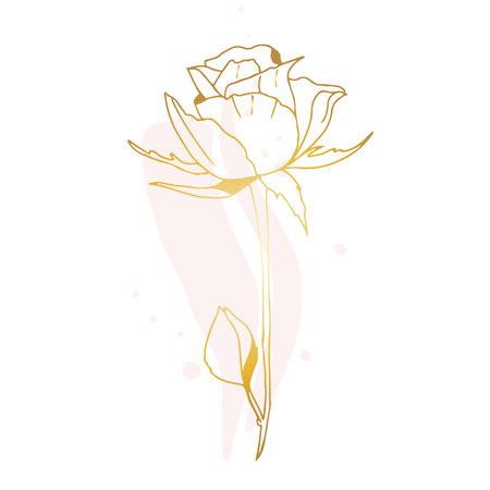 Golden line abstract hand drawing rose, line drawing, flower logo, eco logo, wedding design, sketch.のイラスト素材
