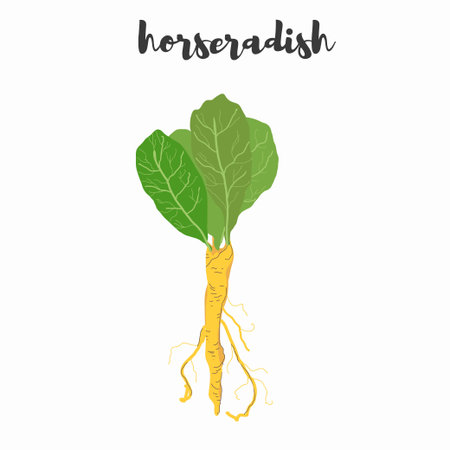 Horseradish vector colored botanical illustration. Product to prepare delicious and healthy food. isolated on white background.のイラスト素材