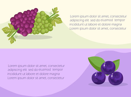 Horizontal banner ads with text and headline. Hand drawn grapes, blueberries, blueberries. Design of brightly colored fruit packaging. Hand drawing vector illustration.のイラスト素材