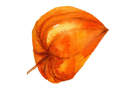 Physalis bud, watercolor hand painting.の写真素材