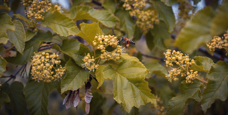 Close up blooming spring bush with bee concept photo.