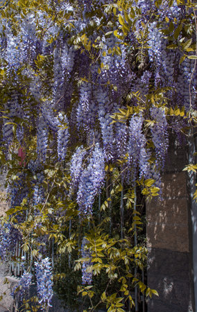 Flowering Wisteria plant on house wall concept photo.の写真素材