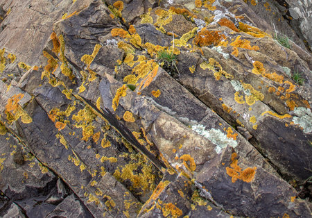 Close up yellow lichen cover the rough stone concept photo.の写真素材