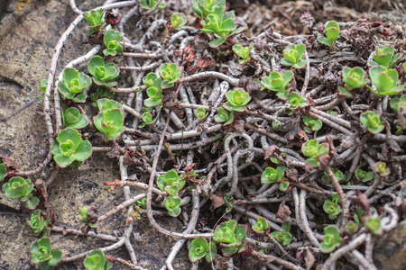 Close up succulent on the rocks concept photo. Outdoor plant