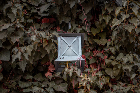 Hedge fence with lantern outside of building facade. Wall covered with ivy plant. Front view photography with autumn background.の写真素材
