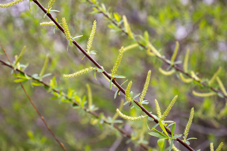 Close up green willow leaves concept photo. Young branches, stems in springtime. Front view...