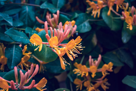 Blooming spring sunny bush in the garden concept photo.の写真素材