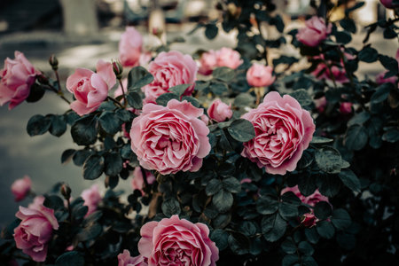 Close up rose flower buds in the city park concept photo.の写真素材