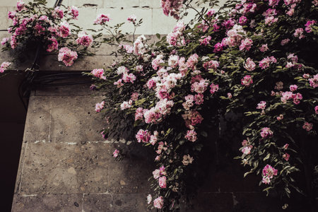 Shrub of pink roses on the wall concept photo. Rose flower buds.
