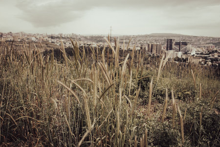 Wheat field - ears of golden wheat close-up photo. Cityscape in a day time view.の写真素材