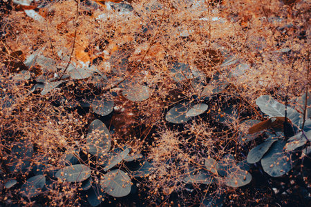 Cotinus coggygria bright blossom bush concept photo.
