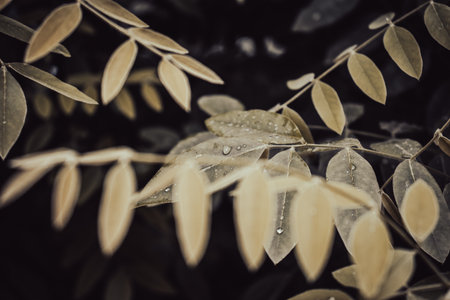 Spring walnut green tree branch under spring rain concept photo.の写真素材