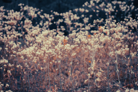 Close up meadow flowers under sunlight concept photo.の写真素材