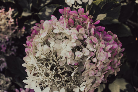 Close up beautiful pink hydrangea inflorescences on the bush concept photo.の写真素材