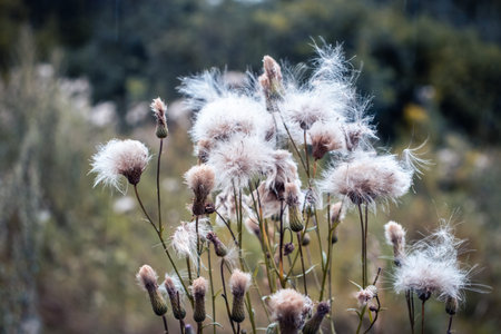 Close up meadow wool flowers under rain concept photo
