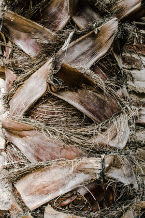 Palm tree trunk detailed background photo. Palm tree trunk texture. Cracked bark of old tropical...