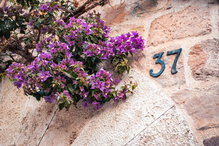 Violet flowers and gray house in Catalonia, Spain. Street sign number 37 on old textured wall. Blooming Bougainvillea flowers photography. Street scene. High quality picture for wallpaper, articleの写真素材