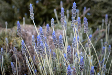 Blooming lavender flowers growing in meadow in countryside. Beautiful nature scenery photography. Idyllic scene. High quality picture for wallpaper, articleの写真素材