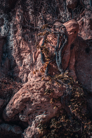 Climbing ivy plant on rocky cliff photo. Natural park of Sant Miquel del Fai. Sandstone wall covered with growing vines photography. High quality picture for wallpaper, travel blog.の写真素材