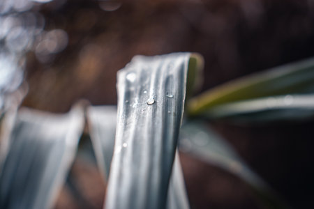Close up water drop dew on reed photo. Big droplet on swamp dew outdoor. Amazing artistic image of purity of nature. Idyllic scene. High quality picture for wallpaper, articleの写真素材