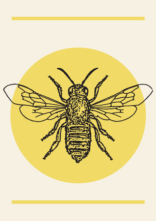 Honey bee ink drawing vintage vector illustration poster. Hand drawn isolated insect sketch. Engraving style illustrations.のイラスト素材