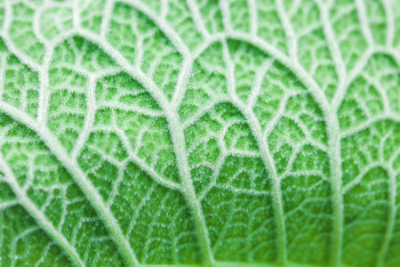 Texture of a green leaf, close-up. Background