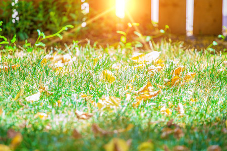 Background of green grass with autumn yellow leaves with sunlight flare.の写真素材