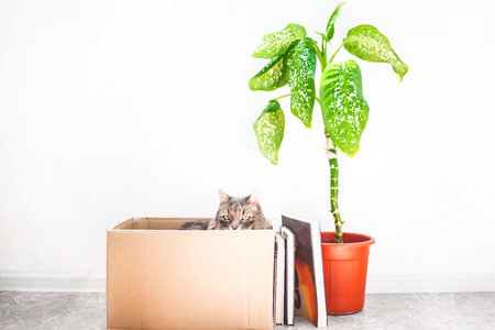 Boxes for moving with things, an evil cat in a box, a flower in a pot on a white background Garage sale concept Copy space.の写真素材
