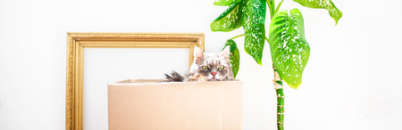 Boxes for moving with things, a cat in a box, a flower in a pot on a white background Garage sale concept Copy space Banner.の写真素材