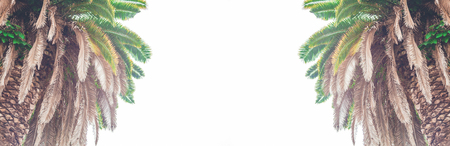 Banner Palm leaves against the sky Tropical background Bright sunny colors Vintage Retro toning Symmetry Copy spaceの写真素材