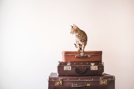 Curious Cat sits on vintage suitcases against the backdrop of a light wall. Rustic Retro Style Copy spaceの写真素材
