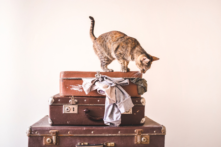 Curious Cat sits on vintage suitcases against the backdrop of a light wall. Rustic Retro Style Copy space.の写真素材