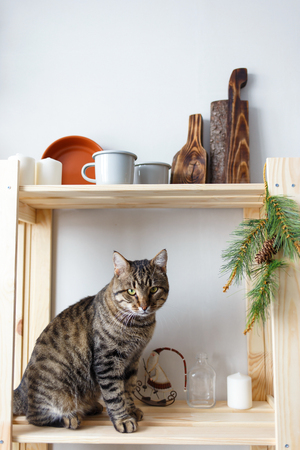 Tabby cat sits on the kitchen rack with dishes and Christmas souvenirs Copy spaceの写真素材
