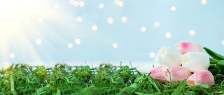 bouquet of tulips on the grass with bokeh and sunlight on a blue background. Women's day conceptの写真素材