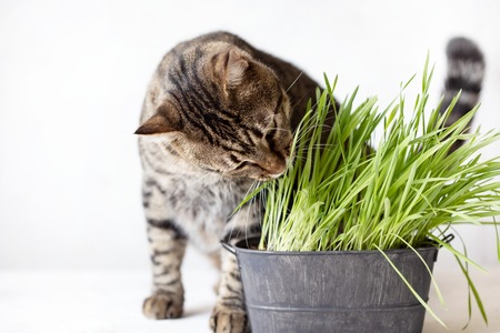 Tabby cat eats fresh green grass. Cat grass. Useful food for animalsの写真素材