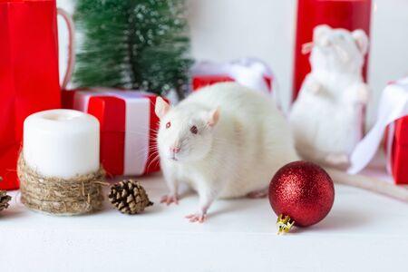 New Year concept. Cute domestic rat in a New Year's decor. Symbol of the year 2020 is a rat. Gifts, toys, garlands, Christmas tree branchesの写真素材