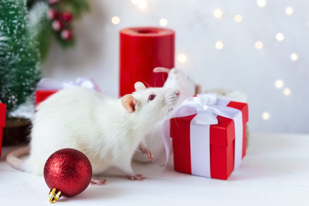 New Year concept. Cute white domestic rat in a New Year's decor. Symbol of the year 2020 is a rat. Gifts, toys, garlands, Christmas tree branchesの写真素材