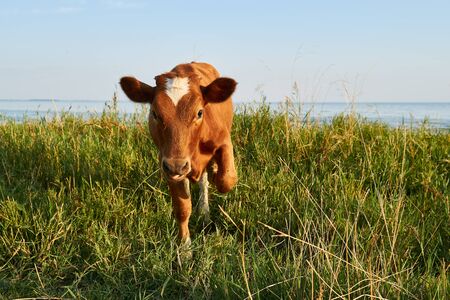 red cow sits on grass against the background of the seaの写真素材