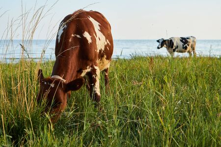red cow grazes in a meadow near the sea.の写真素材