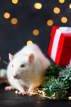 Cute white domestic rat in a New Year's decor. Symbol of the year 2020 is a rat. Gifts, toys, garlands, Christmas tree branches Postcard, greeting cardの写真素材