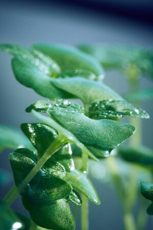 macro sprouted greens arugula seeds, chia Close-up Selective focusの写真素材