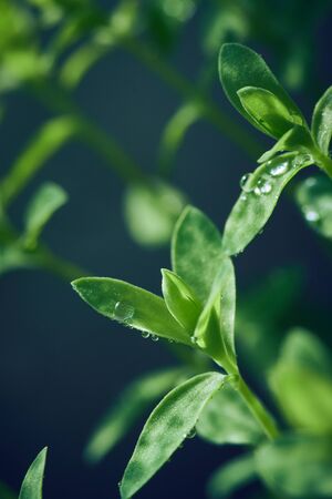macro sprouted greens arugula seeds, chia Close-up Selective focusの写真素材