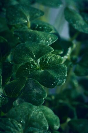 macro sprouted greens arugula seeds, chia Close-up Selective focusの写真素材