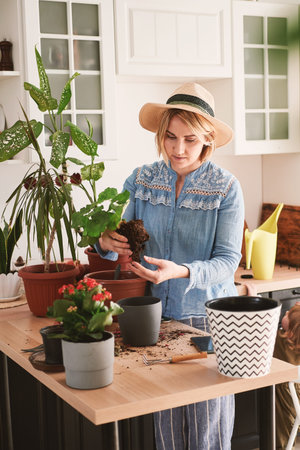 close-up of female hands are engaged in the cultivation and planting of home flowers at home