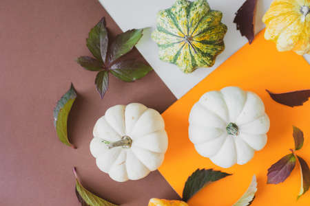 Background of small white and yellow pumpkins on the table. top view mock upの写真素材