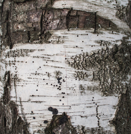 background bark birch closeの写真素材