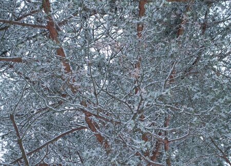 background tree covered with snowの写真素材