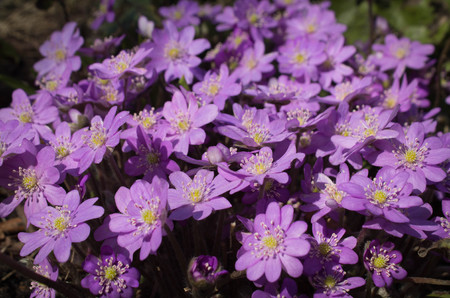 background lilac spring flowers close upの写真素材