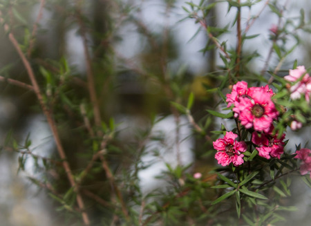 blurred foliage background, sky and clear pink flowerの写真素材
