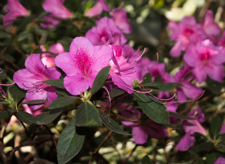 pink rhododendron flowers. subtropical plantの写真素材
